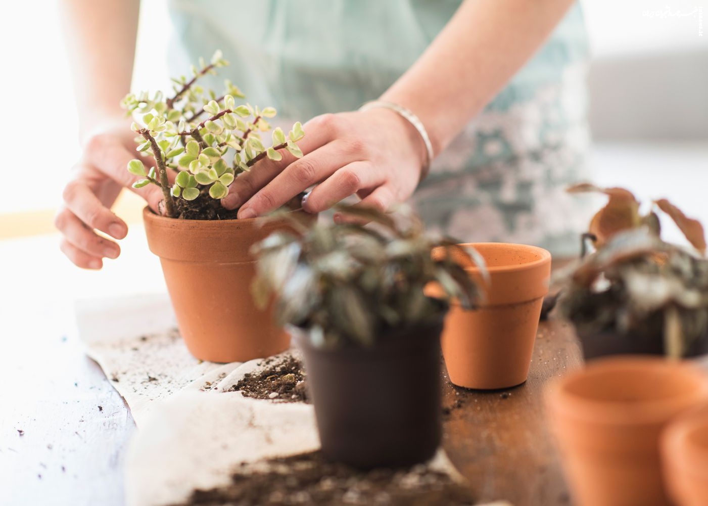 انواع خاک گلدان | بررسی تخصصی ویژگی‌ها و انتخاب بهترین ترکیب برای گیاه