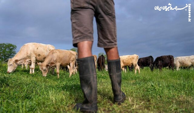 تشدید اختلاف ترامپ با دامداران آمریکایی و حامیانش