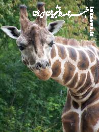 چرا زرافه‌ها پاهای بسیار بلندی دارند؟