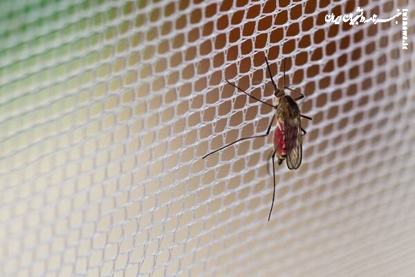 ایران قبل از مشاهده موارد بیماری، ناقل تب دنگی را شناسایی کرد