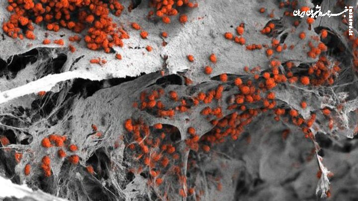 محققان برای نخستین بار در حوزه مهندسی زیستی به طور موفقیت آمیز یک مدل واقع گرایانه از مغز استخوان انسان را با سلول های انسان ساخته اند.