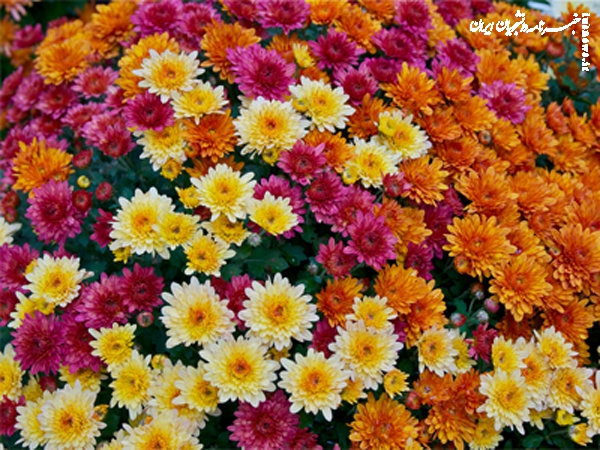 باغ گیاه‌شناسی ایران جز ۱۰ باغ برتر جهان است