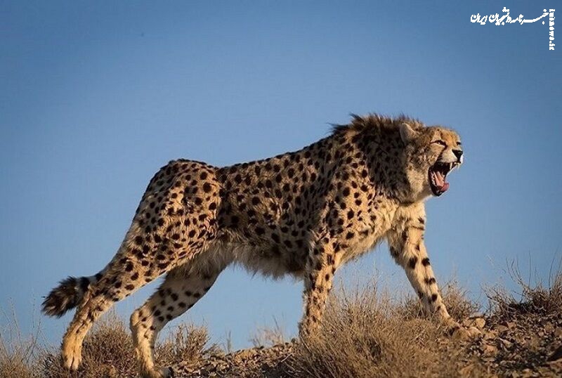 یوزپلنگ آسیایی زیر چتر فناوری