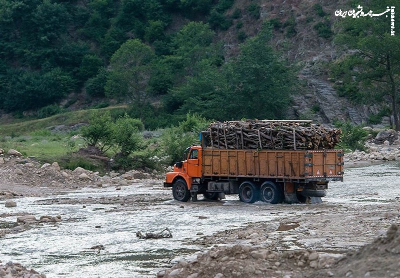 پشت صحنه قاچاق چوب در جنگل‌های هیرکانی/‌ نفوذ قاچاقچیان در لباس حفاظت!