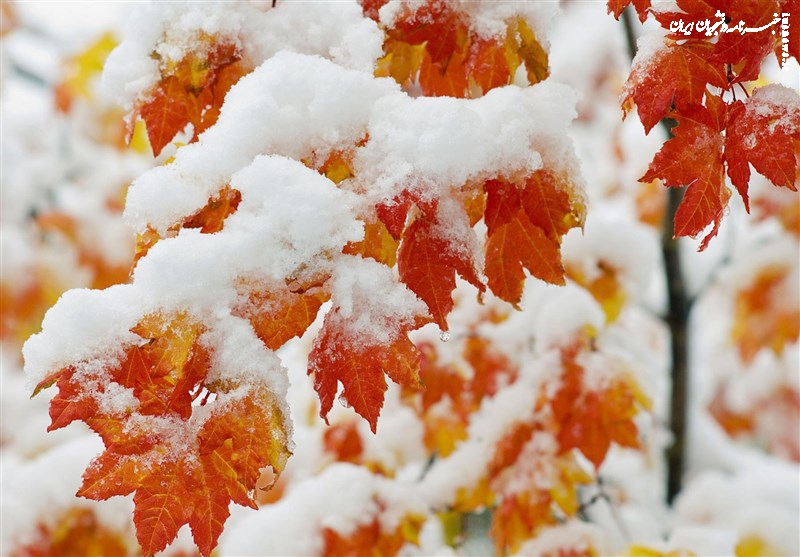   هواشناسی ایران ۱۴۰۴/۹/۱۱؛ بارش باران و برف در ۱۹ استان طی امروز