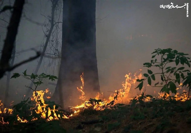 جنگل‌ها زیر فشار کم‌آبی و سوء‌مدیریت / عامل ۹۰ درصد آتش‌سوزی‌ها انسانی است