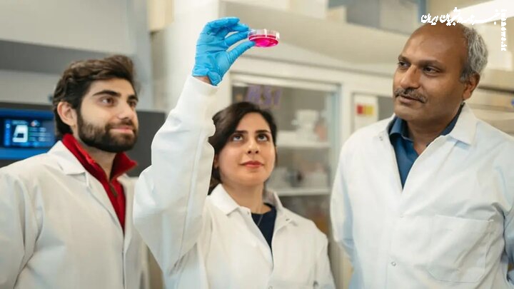 محقق ایرانی روش نوینی برای درمان زخم و تولید گوشت ابداع کرد