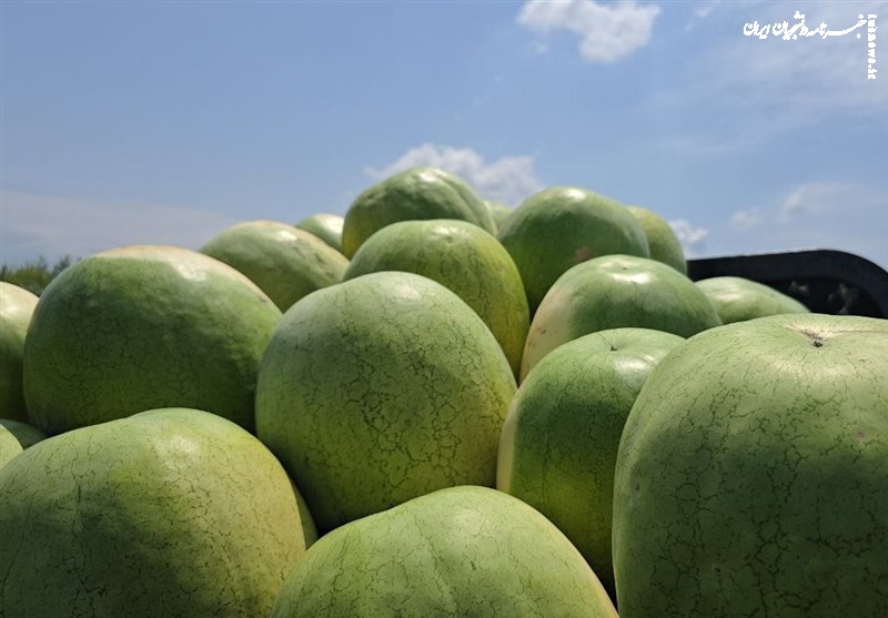 عرضه ۲۵۲ هزار تن هندوانه تازه برای تنظیم بازار شب یلدا