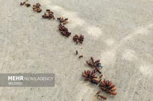 بهترین عکس‌های هوایی‌ سال ۲۰۲۵