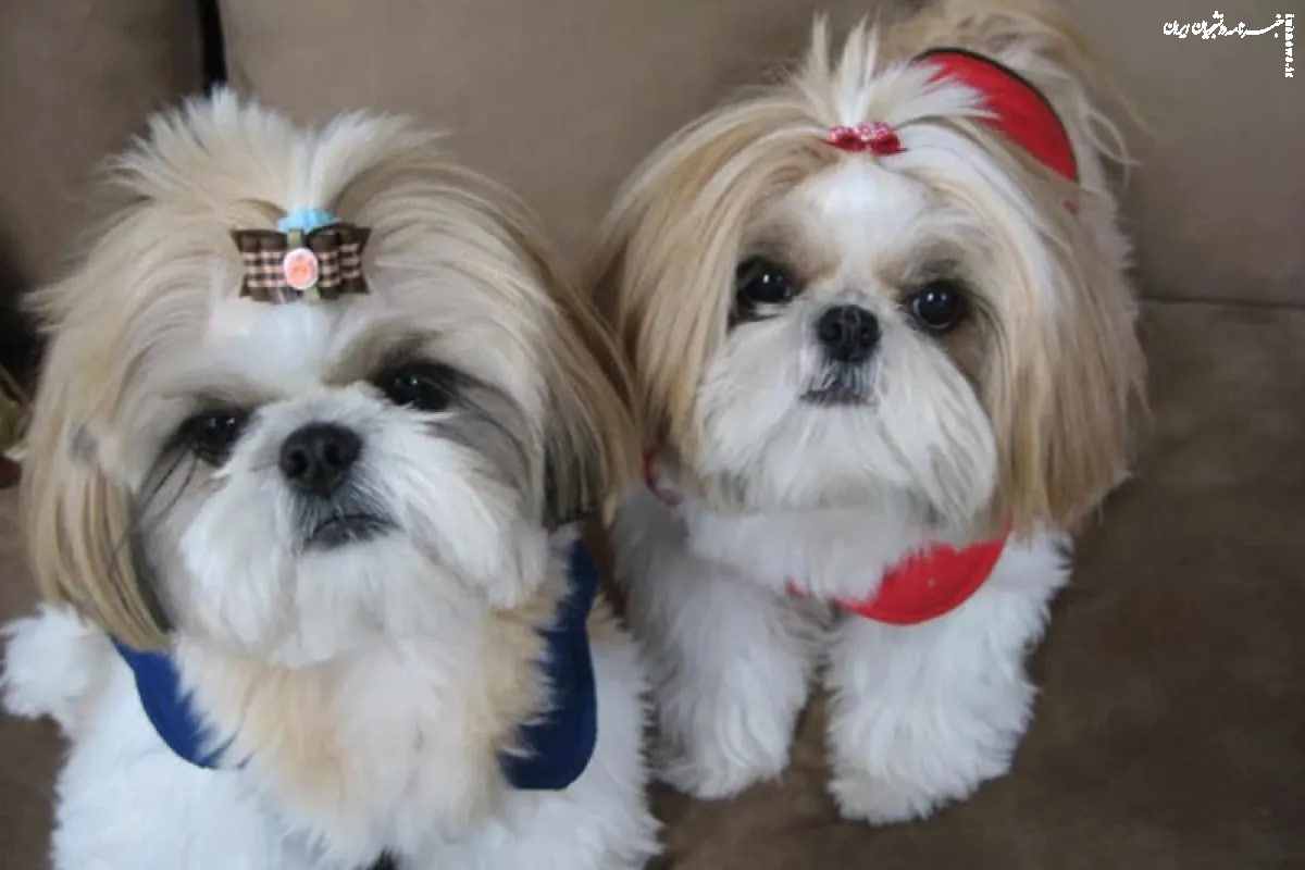 سایه سنگینِ «حیوانات خانگی» بر گهواره‌های خالی