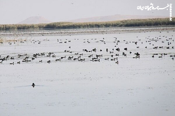 سلیمانی: ۳۰۰ هکتار از تالاب بین المللی کانی برازان مهاباد احیا شد