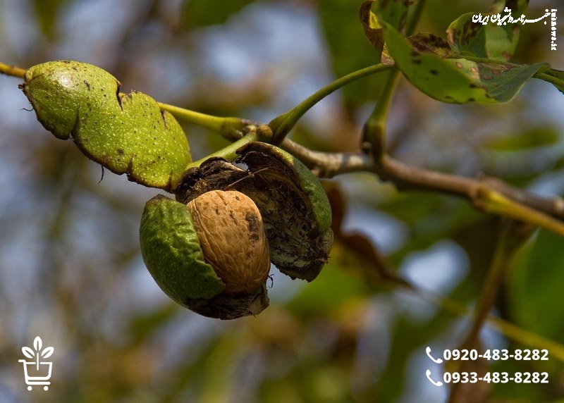 خرید نهال گردو از بزرگترین مرکز تخصصی کشور | قیمت نهال گردو شناسنامه‌ دار