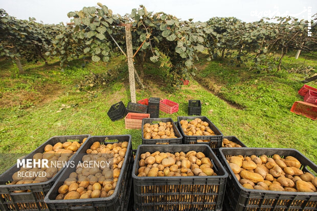  Over 40k tons of citrus exported from Mazandaran prov
