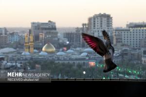 حال و هوای کربلا در ایام ولادت امام زمان (ع) +عکس