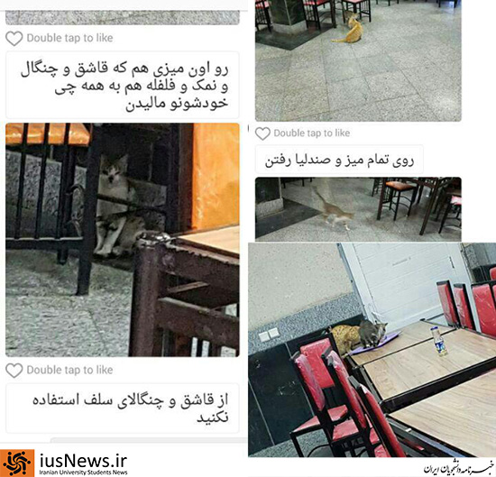 حضور گربه در سلف دانشگاه آزاد واحد اسلامشهر +عکس
