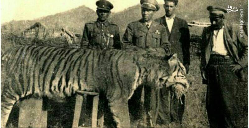 خرین 