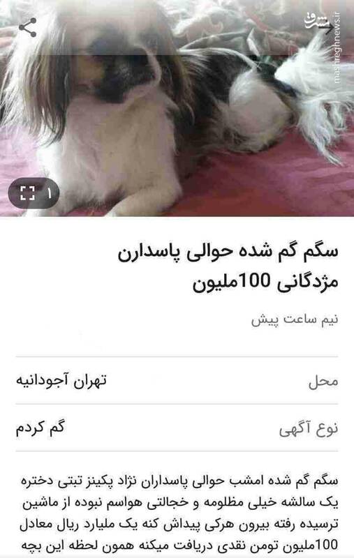 مژدگانی ۱۰۰ میلیونی برای یک سگ