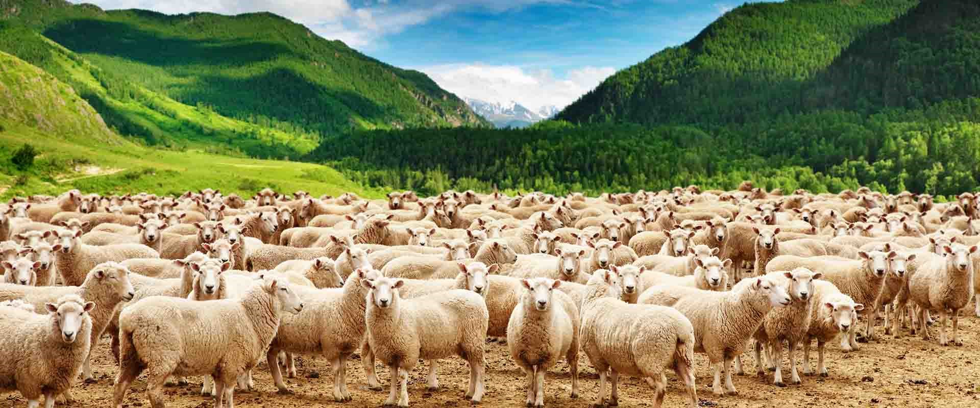 گوسفند زنده را آنلاین اما ارزان بخرید