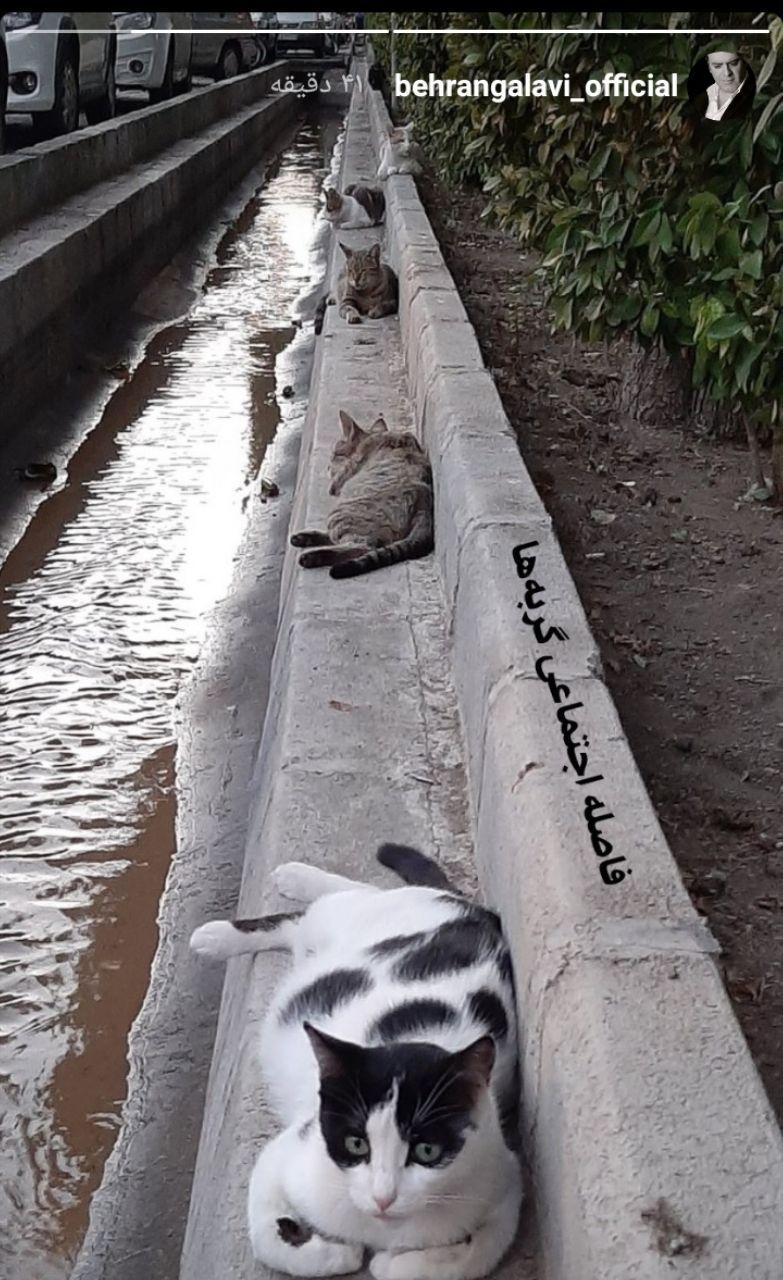 فاصله‌گذاری اجتماعی گربه‌های تهران