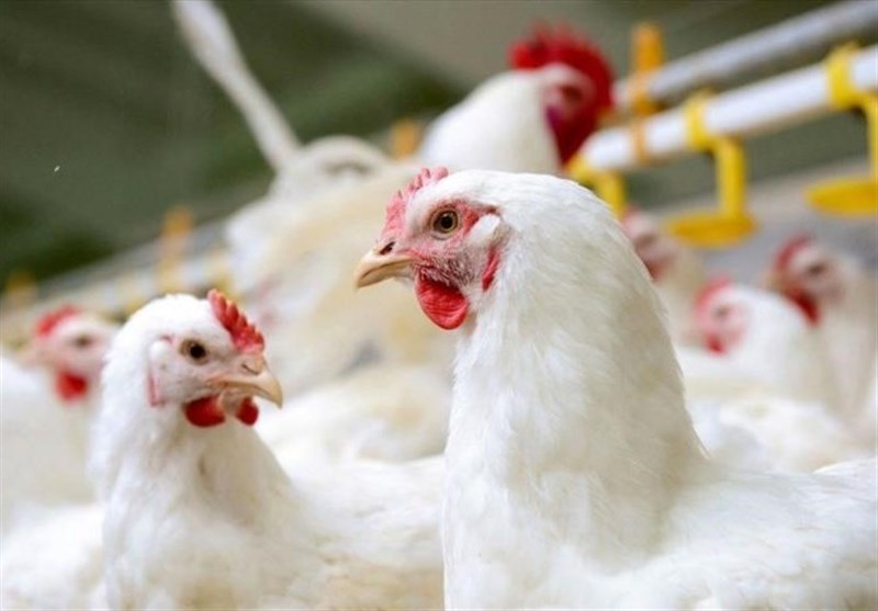 ارتباط افزایش قیمت مرغ با مذاکره؟