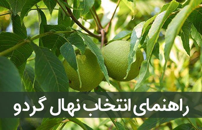 انواع نهال گردوی وارداتی شامل چه ارقامی میباشد؟