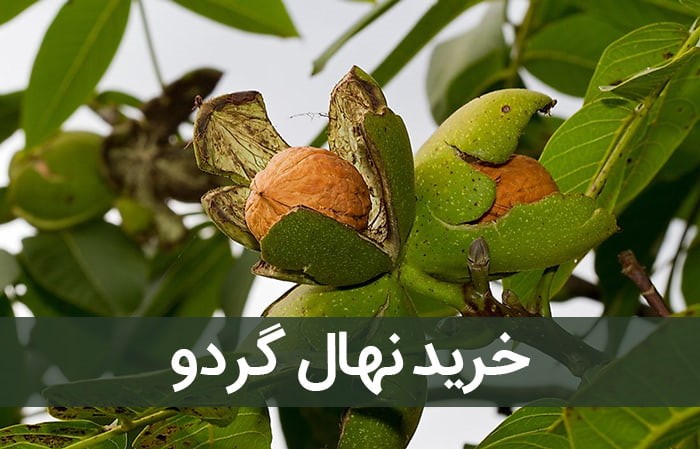 انواع نهال گردوی وارداتی شامل چه ارقامی میباشد؟