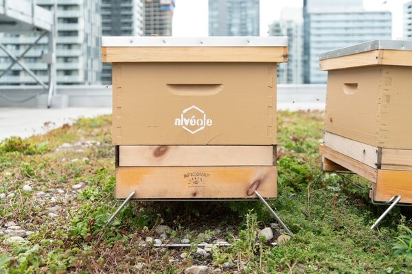 بیش از هزاران زنبور عسل در خوابگاه‌های دانشجویی! +عکس