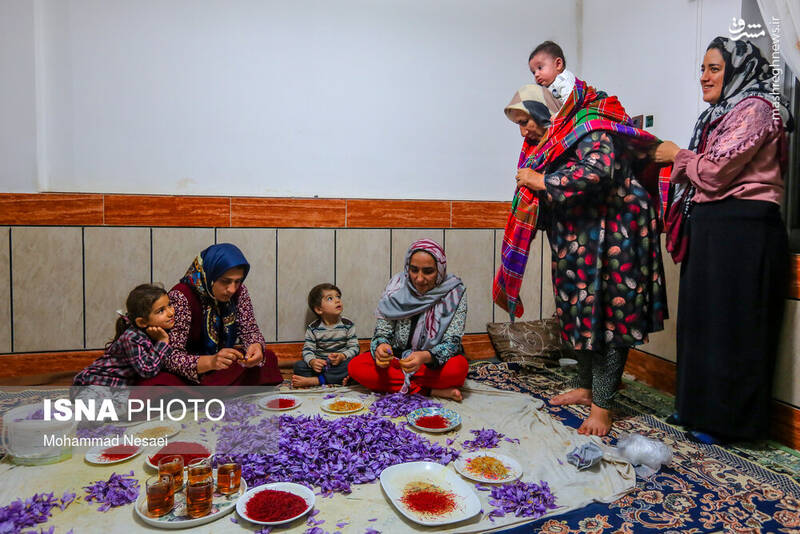 برداشت طلای «سرخ» + عکس