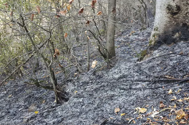 آتش سوزی در جنگل هیرکانی ابر شاهرود 