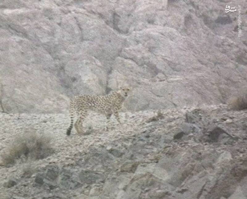 مشاهده یوزپلنگ ایرانی در یزد پس از ۶ سال +عکس 