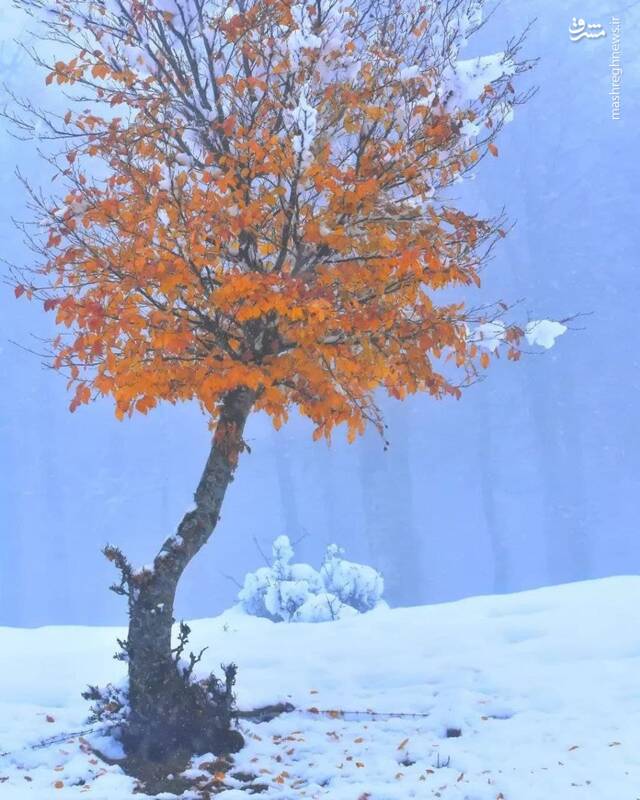 زیبایی زمستان در ارتفاعات تالش + عکس