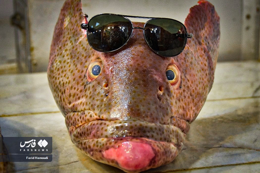 عکسی عجیب از یک ماهی در آبادان