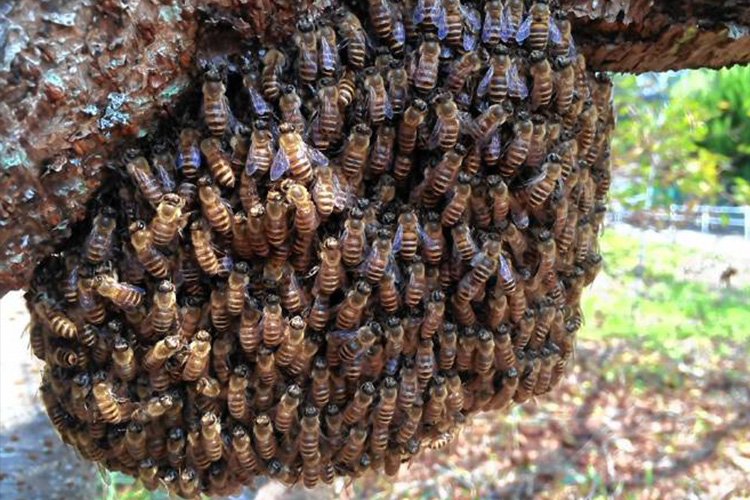 لوکس ترین عسل ایران؛ خرید عسل طبیعی با کیفیت از زنبوردار