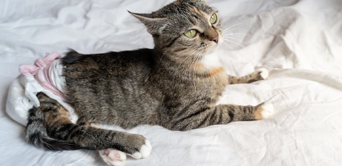 از پوشک گربه استفاده کنیم یا خیر؟