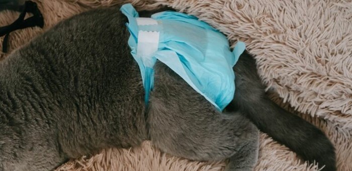 از پوشک گربه استفاده کنیم یا خیر؟