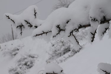 چهره برفی کوهستان چالوس 