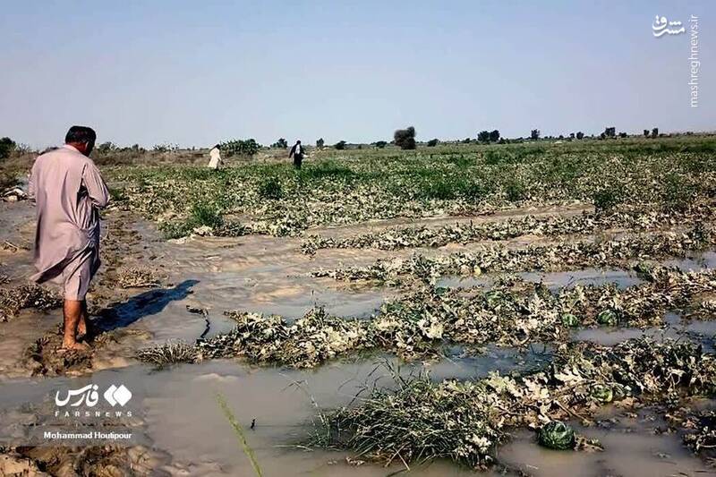  عکس/ خسارت‌های سیل به کشاورزی سیستان و بلوچستان